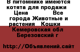 В питомнике имеются котята для продажи › Цена ­ 30 000 - Все города Животные и растения » Кошки   . Кемеровская обл.,Березовский г.